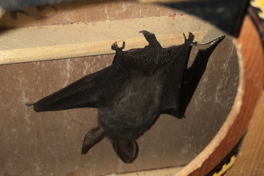 A small bat hanging upside down from a piece of wood