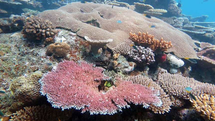 Healthy coral discovered at Rib Reef off the coast of Townsville