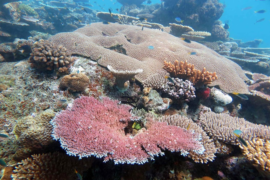 Healthy coral discovered at Rib Reef off the coast of Townsville