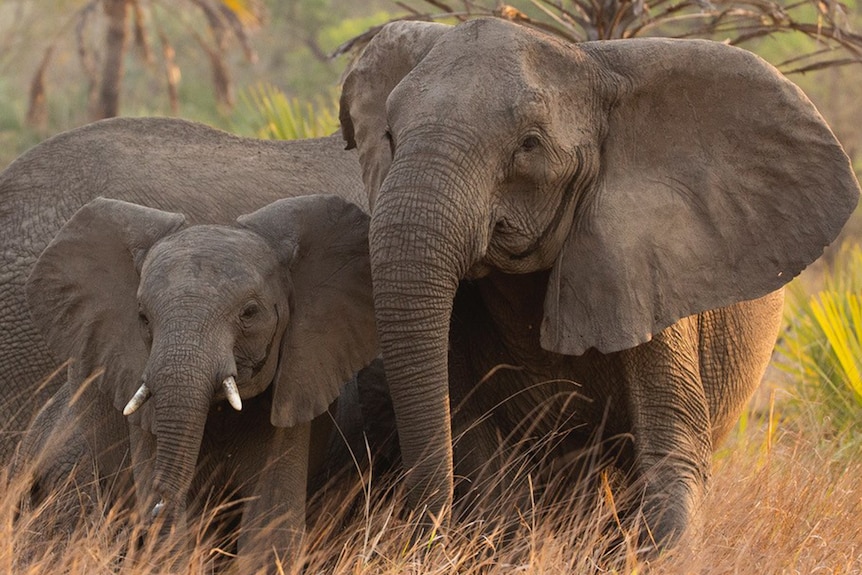 Tuskless and tusked elephants