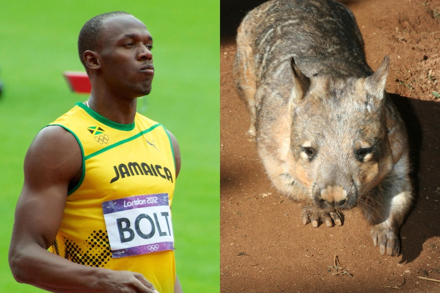 A man wearing a Jamaica singlet stands on a running track, a second image shows a wombat front on walking on dirt