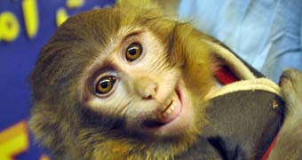 Iran monkey
