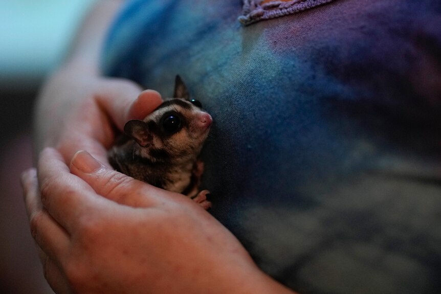A tiny sugar glider with big black eyes nestles into the breast of a woman