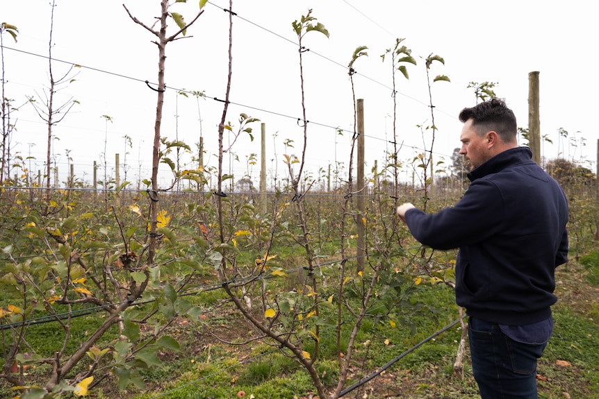 A man stands in a row of young apple trees 