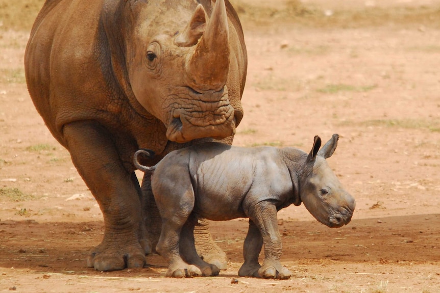 A Southern white rhino calf stands next to its mother.