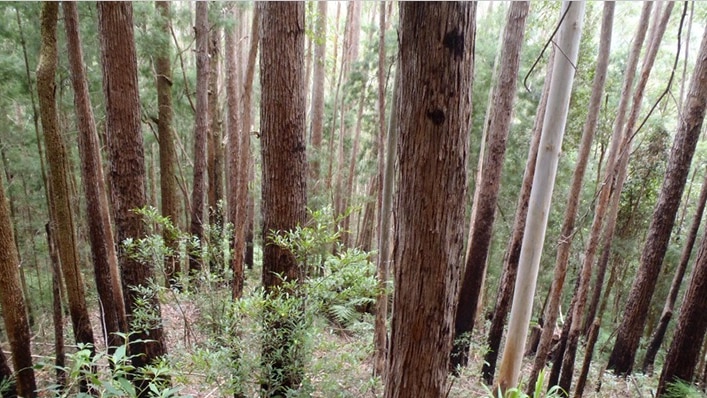 Steep Blackbutt forest near Urunga