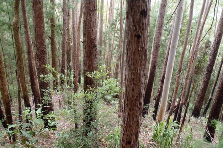 Blackbutt forest on Coffs Coast.