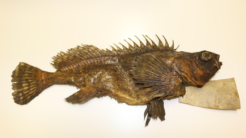 A preserved fish photographed side on