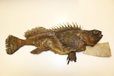 A preserved fish photographed side on