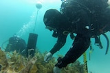 Diver securing the kelp to the transplant bed
