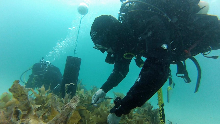 Diver securing the kelp to the transplant bed