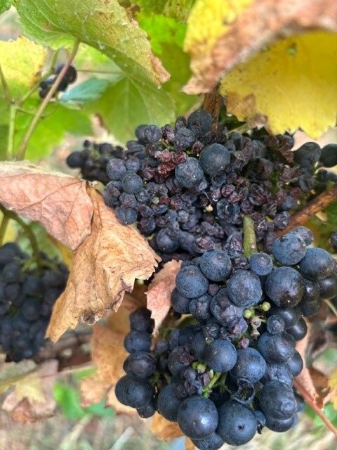 Wasps cause damage to grapes