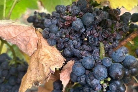 A damaged bunch of grapes at a Tasmanian vineyard which were attacked by wasps