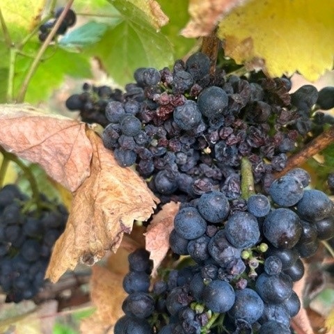 A damaged bunch of grapes at a Tasmanian vineyard which were attacked by wasps