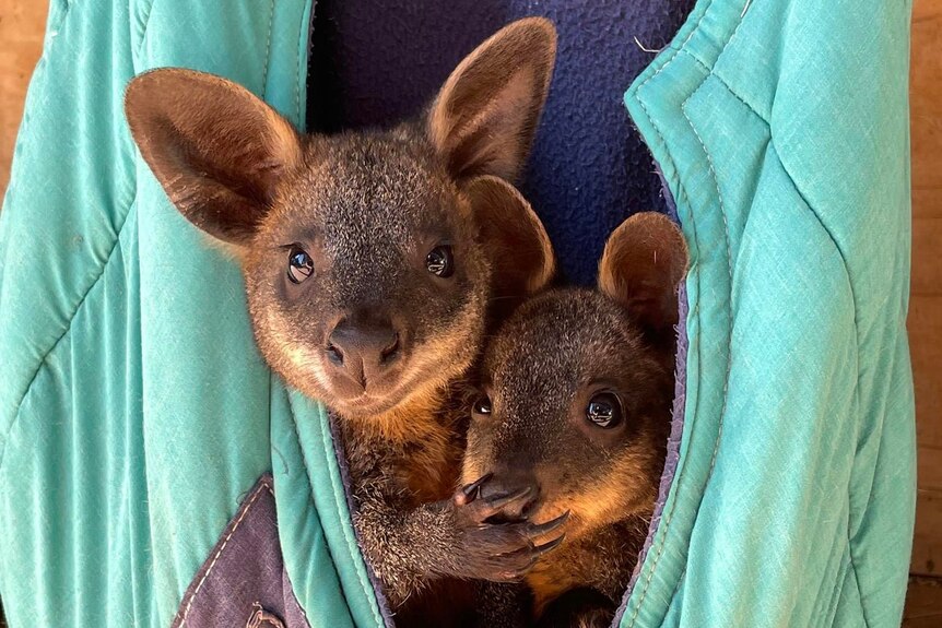 two joeys look at the camera from a pouch