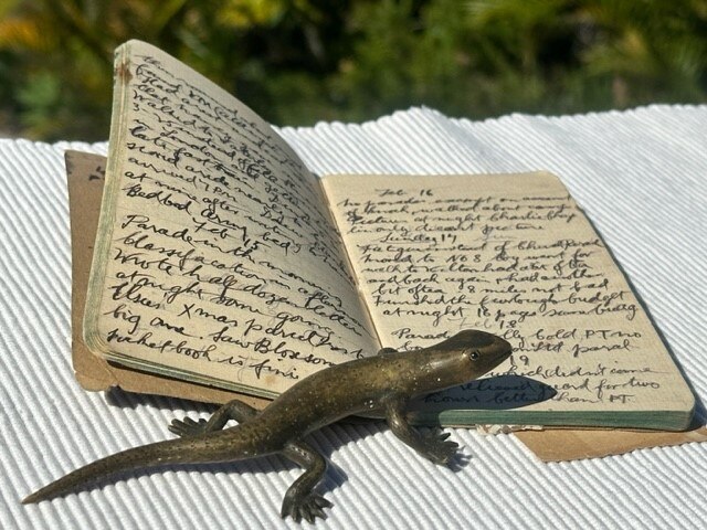 Life in 500 Words: Greg's brass lizard - ABC listen