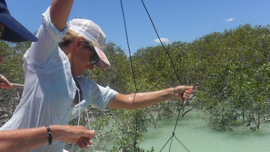 A woman pulls a mud crab in a net out of the water