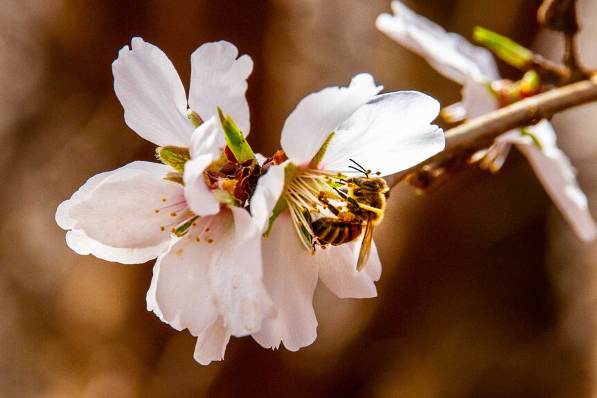 Bee pollinating almond flower