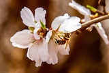 Bee pollinating almond flower