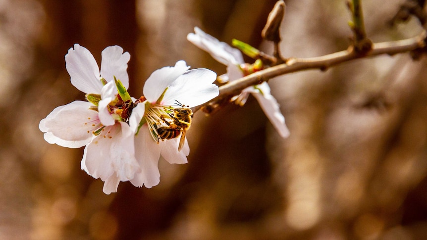 Bee pollinating almond flower