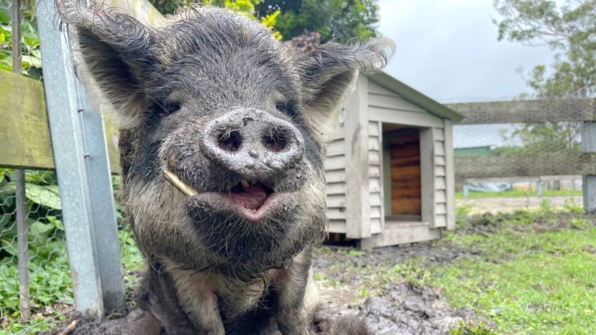 A black pig looking at the camera, in mid, as though it's smiling