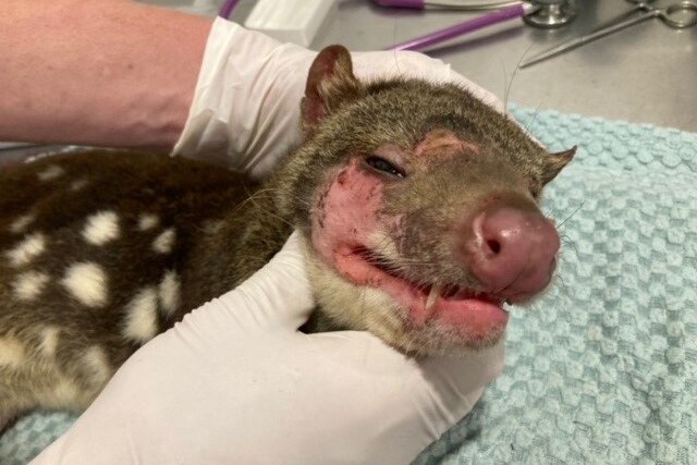 A spotted-tail quoll at the vet with fur missing from its face