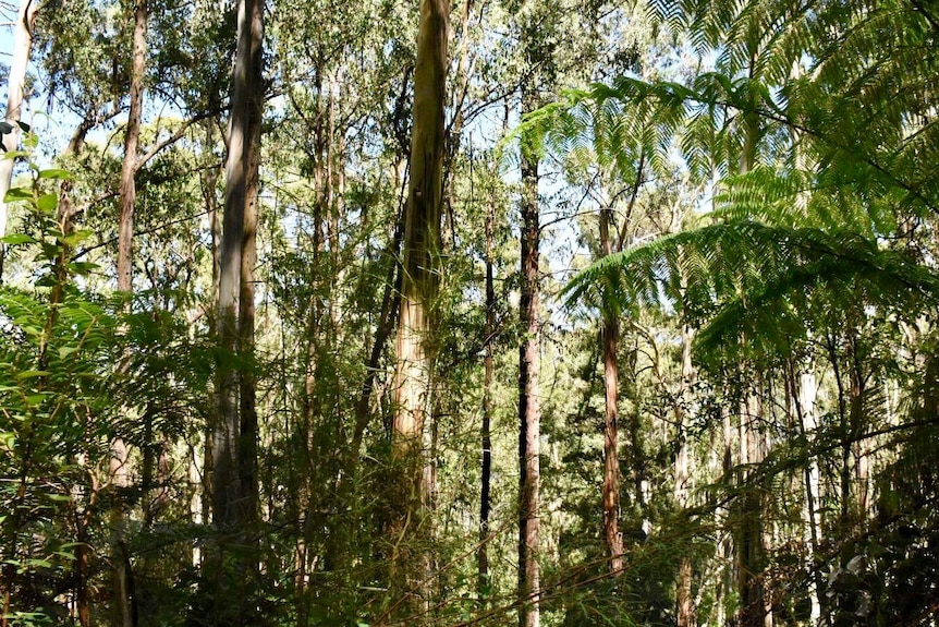 The Rubicon Forest Protection Group says the area is unique