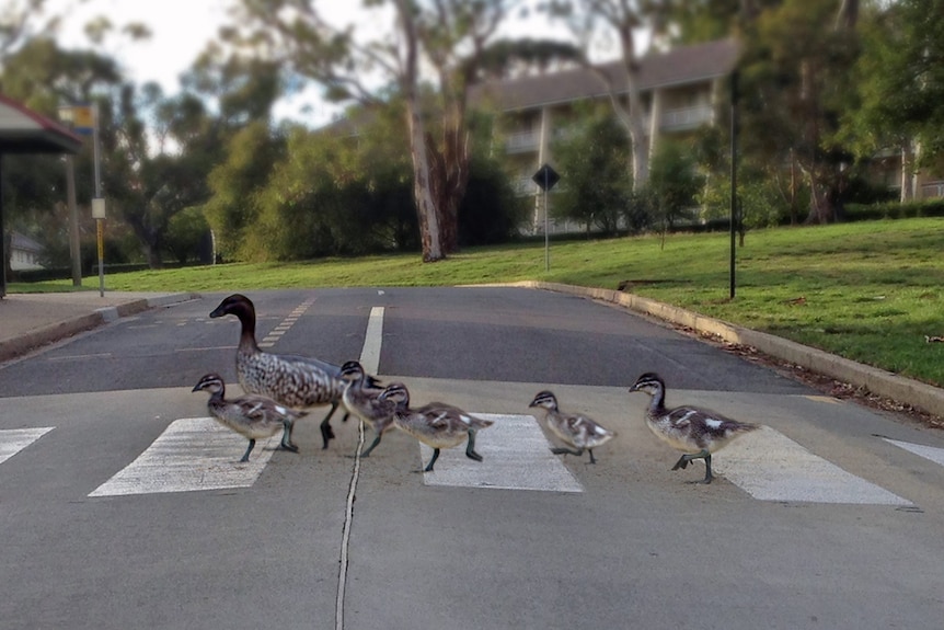 A mother duck and ducklings use a road crossing.