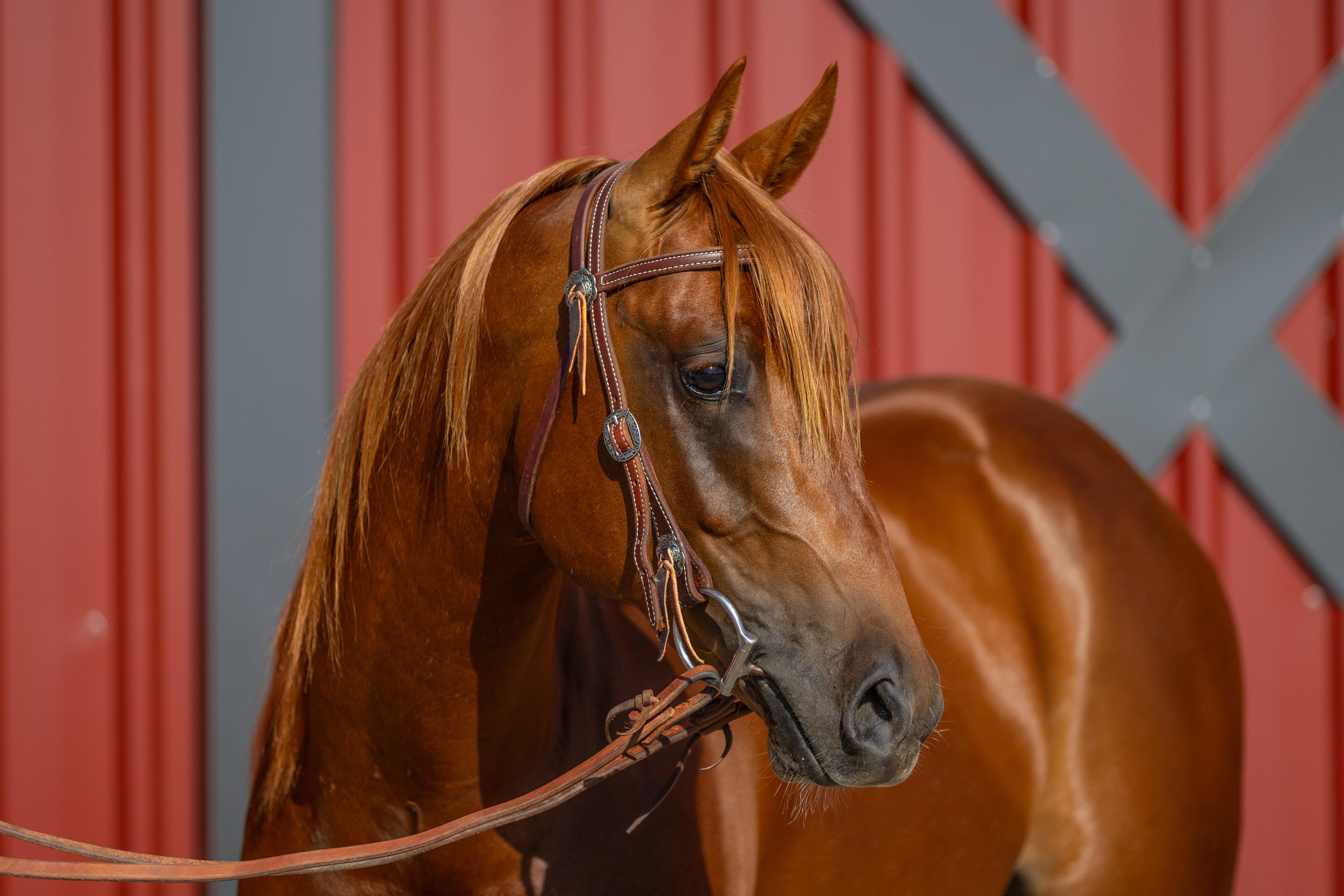 Um cavalo castanho desvia o olhar da câmera.