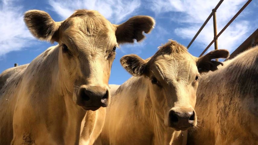 Beef cattle line up under a blue sky.