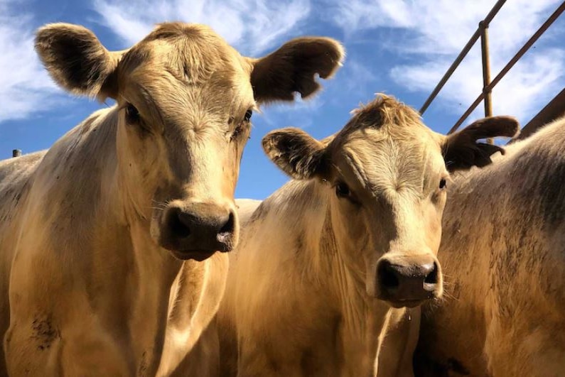 Beef cattle line up under a blue sky.