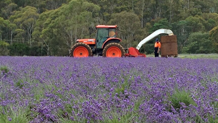 Lavender in bloom in north-east Tasmania.