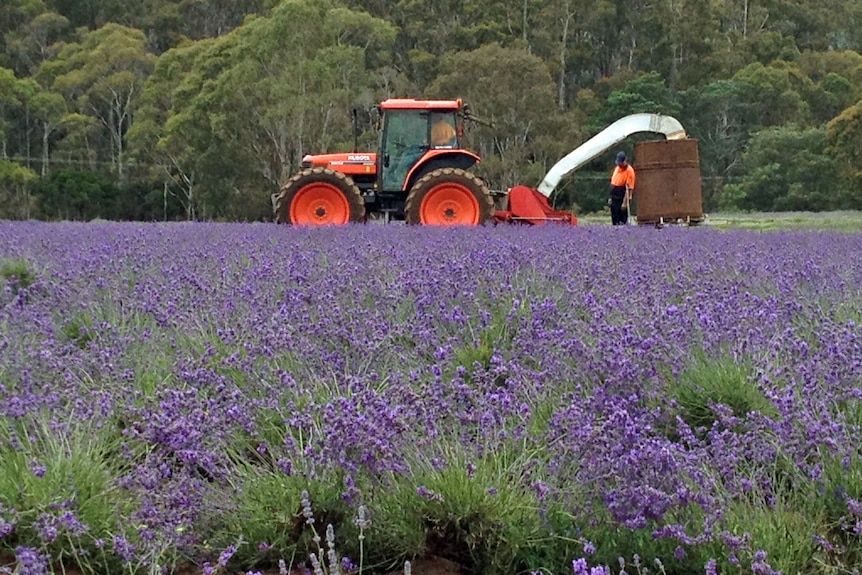 Lavender in bloom in north-east Tasmania.