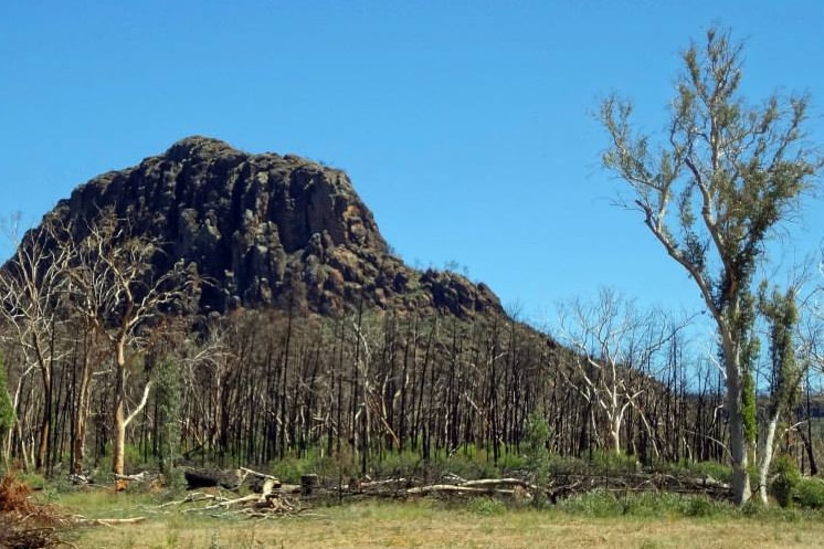 Warrumbungle National Park after bushfire