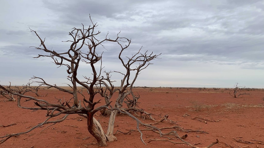 A dead tree sits in dry, red dirt on a cloudy day