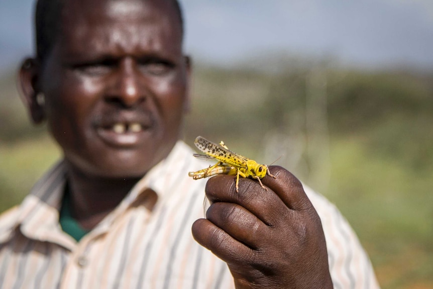 A man holding a locust in his fingers