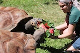 Perth Zoo keeper Emily Trainer feeds twp Galapagos tortoises watermelon.