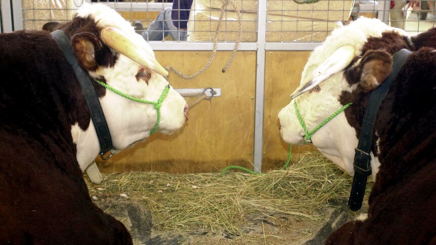 Two bulls sit in their stall at the Royal Easter Show.