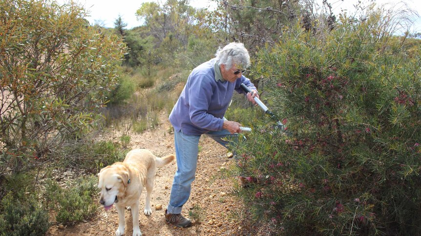 Merle Bennett, 89, is in the midst of cutting a branch of a flowering bush and next to her is her dog, Snowy.