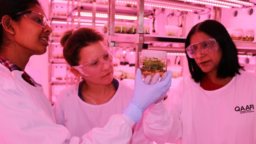 Three women in lab coats, gloves & safety goggles inspect a small jar with a plant and water in it. The room is bathed in pink l