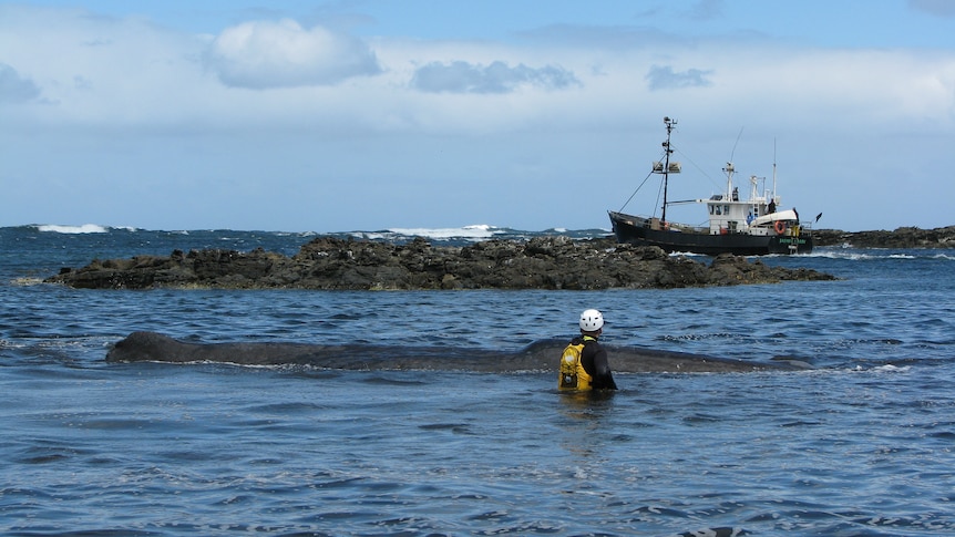 Rescuers try free stranded whale