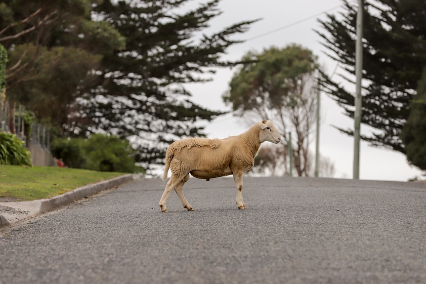 A sheep roams freely on a neighbourhood street, crossing the road on a tree lined street 