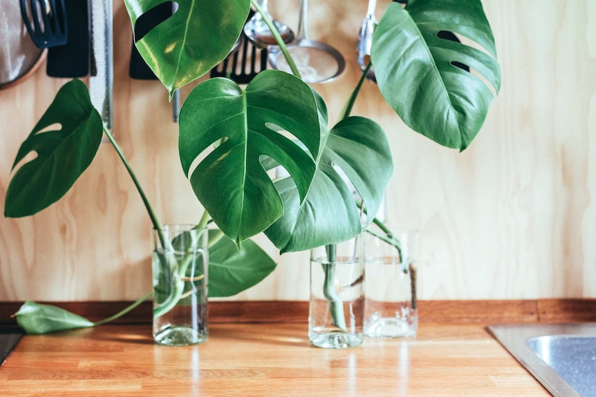 Plant cuttings in water tumblers, for a story about colleagues boosting the mood at work.