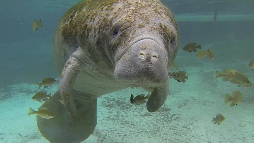 West Indian manatee