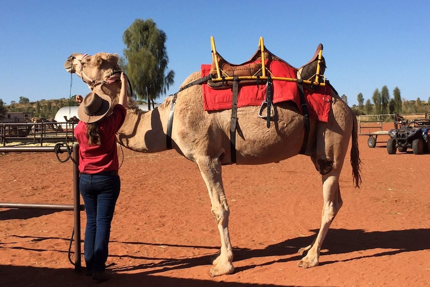A camel is prepared for the sixth annual Uluru Camel Cup in Yulara.