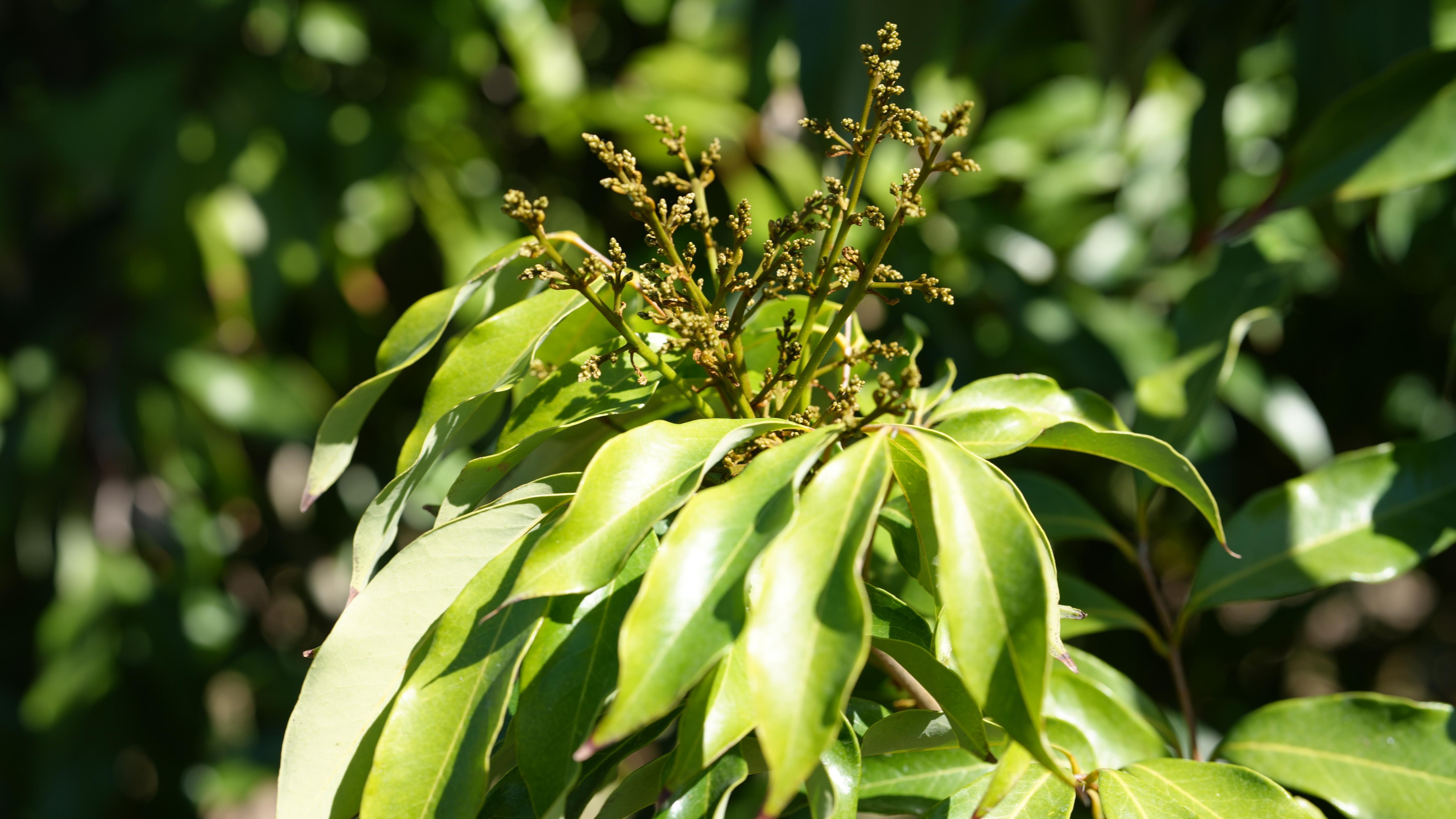Tree with green leaves, buds of fuzzy seeds coming into flower