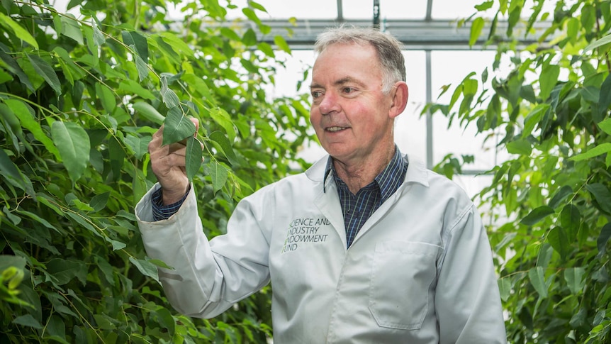 Graham Farquhar looks at a leaf.