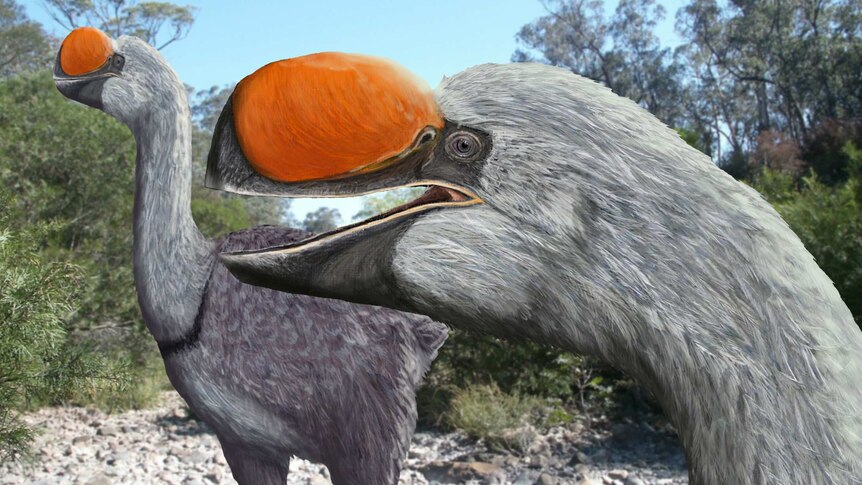 Dromornis murrayi