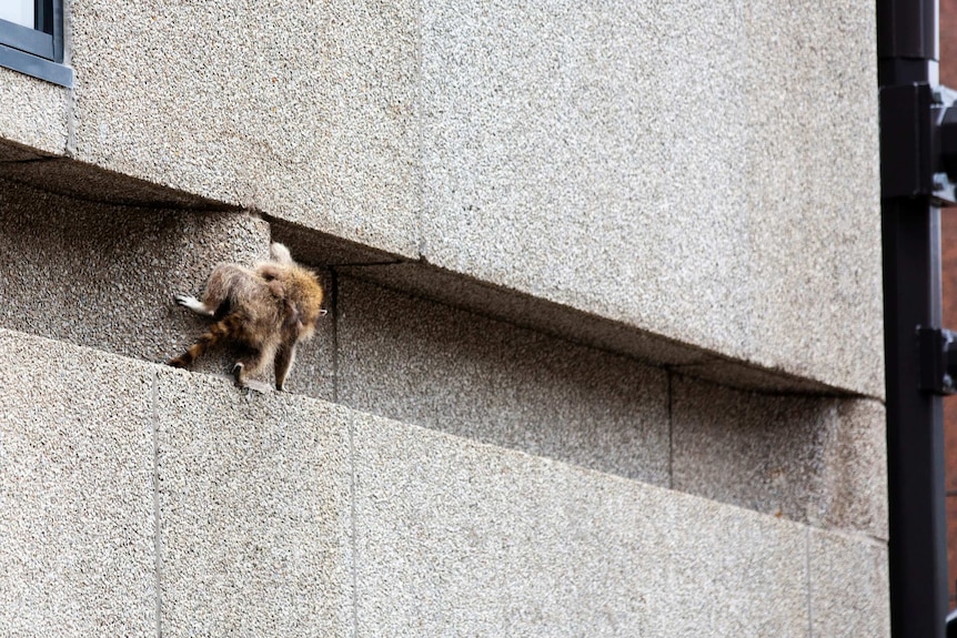 A raccoon scrambles along a ledge on the side of a building in Minnesota.