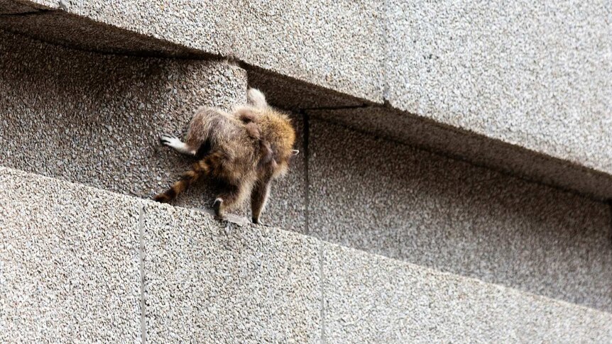 A raccoon scrambles along a ledge on the side of a building in Minnesota.